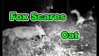 Fox Scares Cat - Caught on Trail Camera