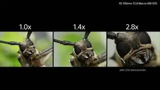 Sony FE 100mm F2.8 Macro GM OSS.