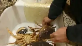Mr. Tako Presents: How to Cook and Clean a Dungeness Crab