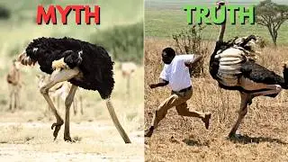 Insane Myths About Animals (That People STILL Believe)