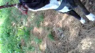 american staff ciccio training.mp4