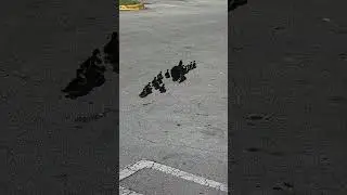 Mama Duck and Ducklings Cross Parking Lot in Miami