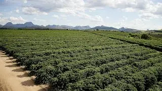 Lavouras De Café Conilon Em Linhares ES
