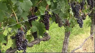 NC Wine Industry Boom