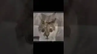 Ларри Компьютер #кот #мяумемы #мемы #меммяу #смешной #кошачьимемы