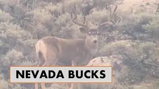 NEVADA BUCKS