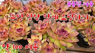 [12/28] 두번 영상 함께 쇼핑하세요~ 