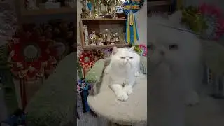 Large Exotic Cat in a White Fur Coat With Good Breed Data Willi