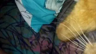 Stelder sp&oslash;rm&aring;l til mig og min kat