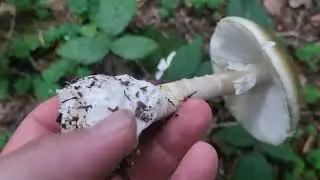 Muchomor zielonawy inaczej sromotnikowy (Amanita phalloides), najbardziej trujący grzyb Europy
