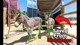 Saving A Trailer Full Of Recused Animals | EP 60