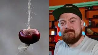 World Conkers Championships Rocked By Cheating Allegations
