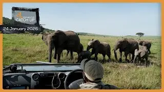 Уединенное время с слонами — SafariLIVE Catch Up, 24 января 2026 г.