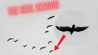 Birds Fly in a V Shape for This Genius Reason &mdash; You&rsquo;ll Be Surprised!