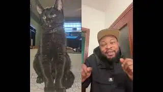 The cute cat 🐈 #shorts #duet #youtubeshorts #viralshorts
