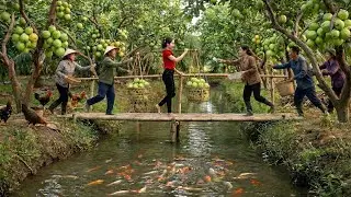 Harvesting Tons of Guavas and Transported Them to the Market for Sale | Massive Fruit Harvest