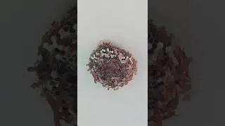 bees laying their eggs#Bees eggs#anjali714official#viral videos