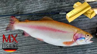 Goldbarren in der Sommerhitze/Forellen fischen mit Kunstk&ouml;dern/ Trout Area