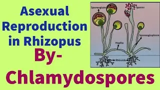 Asexual Reproduction in Rhizopus by Chlamydospores