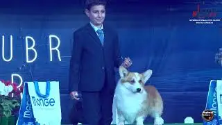 Busto Arsizio   Junior Handler