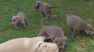 Silver Lab Puppies for Sale