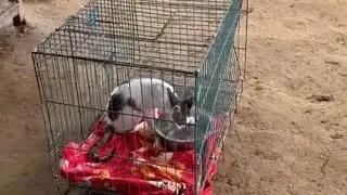 Animals Birds Welfare, Sirsa (Haryana) पशु, पंछी और जानवरों की देखरेख 😇