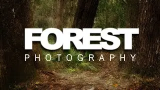 Finally Did It! Ferns, Oaks and Cedar Woodland Photography