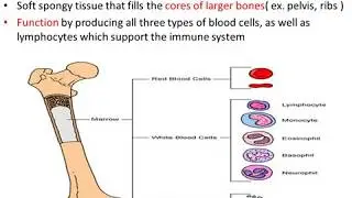 محاضرة 5 علم امراض الدم دبلومة الكيمياء الحيوية Bone Marrow