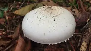 Agaricus xanthodermus- Otrovna pečurka- Yellow-stainer- Karbol-Champignon (Gift-Egerling)