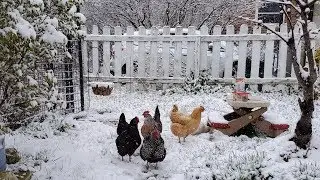 Urban Chicken Chores In a Spring Snowstorm