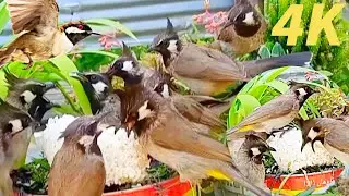Bulbul birds flying chirping eating on the bouquet  | birds sound | nature sounds