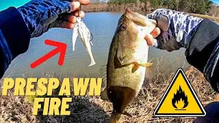 HOT week of PRESPAWN action (BASS FISHING)