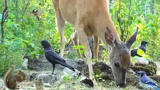 Dog TV &bull; Cat TV - Peaceful Wildlife in the Forest 🦌 Deer, Squirrels & Birds for Nature-Lovers & Pets