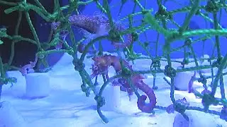 ハナタツ　Dhiho's seahorse　Hippocampus sindonis