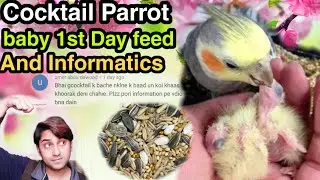 Cocktail parrot baby First day feed and full information . Urdu/Hindi