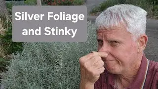 Stinky Silver Plant or Landscaper's Dream - Helichrysum italicum