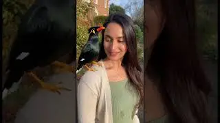 smart Myna bird  | Bird Talking #birds  #talkinganimal #nonstoptalkingparrot #funny