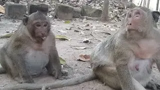 So much funny, Spoil monkey Sweet pea  walk behind Mom Popeye and eat food more.