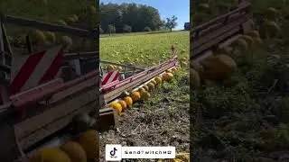 Was ist K&uuml;rbiskern&ouml;l? bzw wie entsteht es?