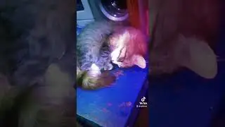 Cat Cats Steel Soul