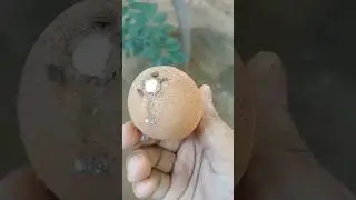 Sapota Chikoo Harvesting From Backyard #shorts #youtubeshorts #sapota #chiku #fruit #harvest #short