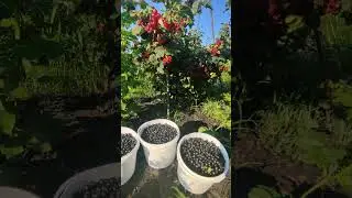 Черная смородина результат с одного куста #дача
