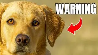 Why Do DOGS STARE at You? The Shocking Reason You Won&rsquo;t Believe!