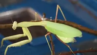 Hierodula membranacea  Asian giant mantis brief educational.