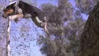 Muzzle Smashing Pumpkins