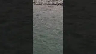Nature Sings: Bird&rsquo;s Melody by the River #short #travel #nature