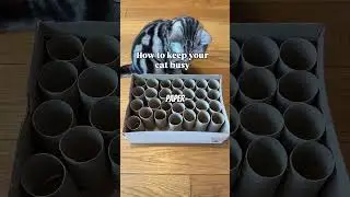 7 Minutes DIY Cat Hacks That Actually Work #diyhacks #pethacks #diypets #homeupgrades