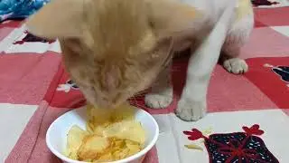 Cat Eating Potato Chips.