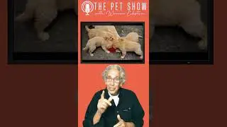 How To FEED Your PET