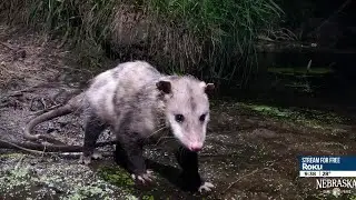 Opossums in Nebraska
